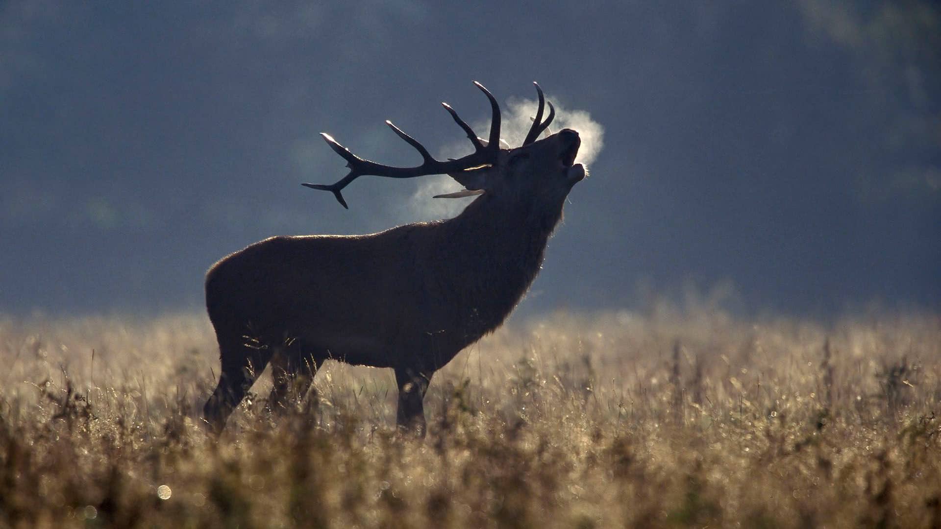 malla-cinegética-anudada